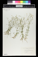 Stellaria graminea image