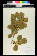 Celastrus rosthornianus image