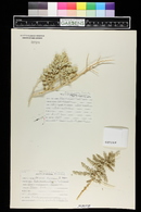 Atriplex parryi image