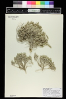 Atriplex corrugata image