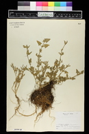 Atriplex patula image