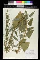 Atriplex hortensis image