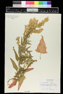 Atriplex hortensis image