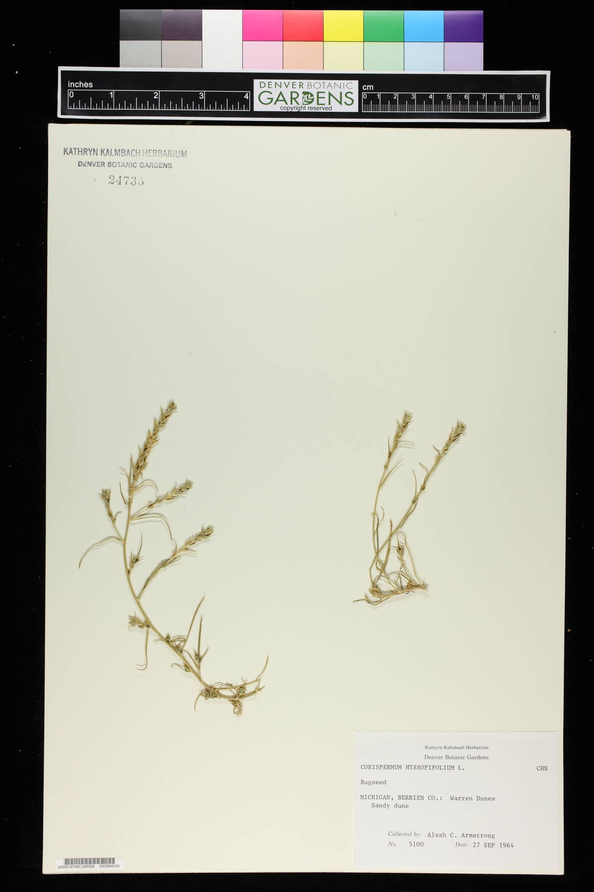 Corispermum hyssopifolium image