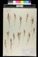 Salicornia rubra image