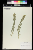 Grayia brandegei image