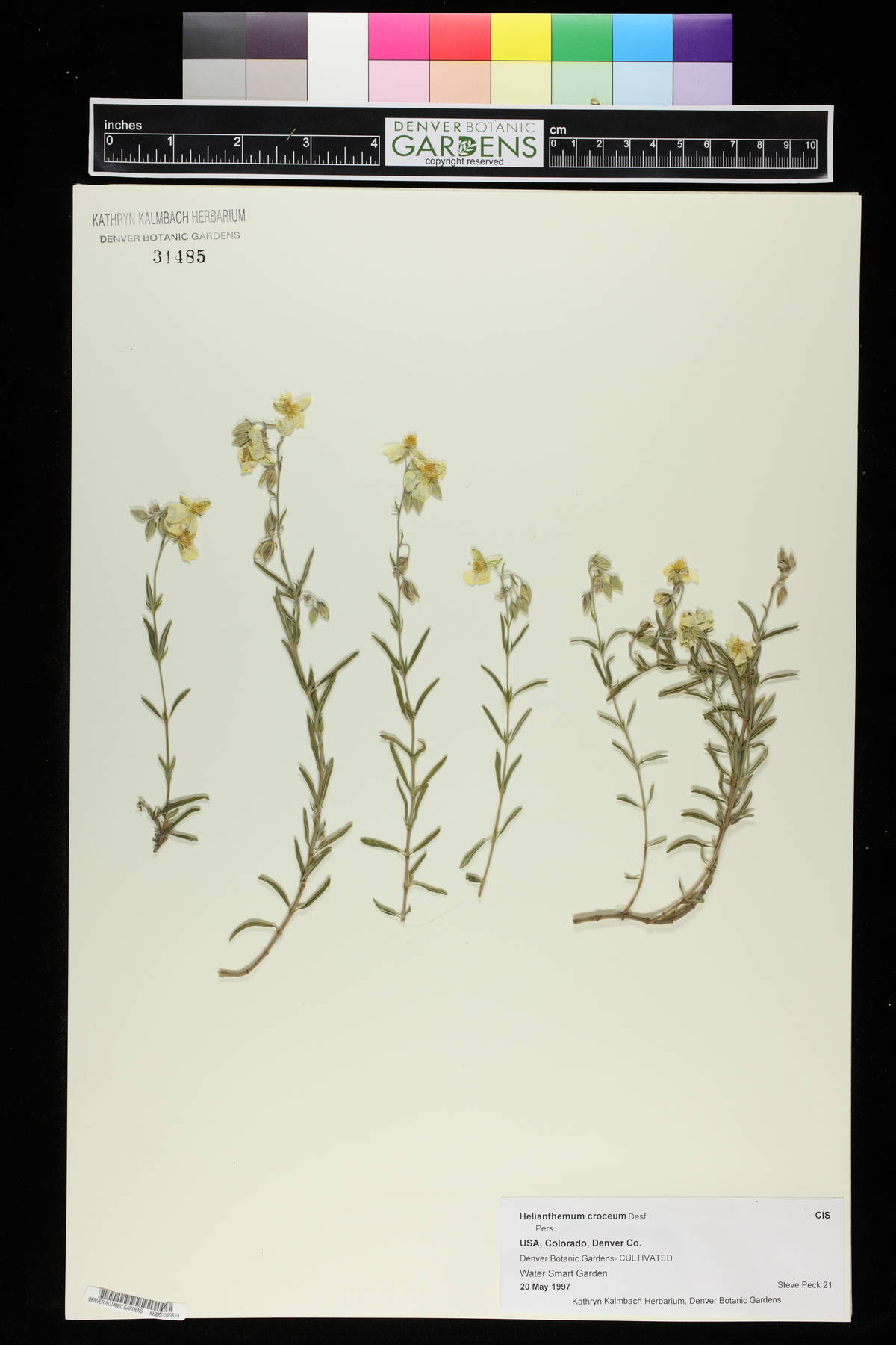 Helianthemum croceum image