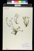 Helianthemum alpestre image