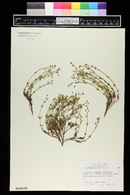 Helianthemum oelandicum image