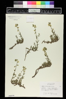 Helianthemum pilosum image