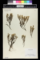 Hudsonia ericoides image