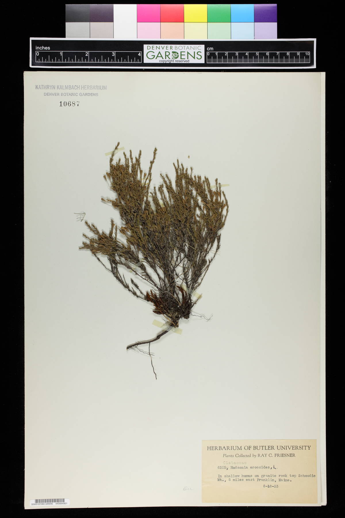 Hudsonia ericoides image