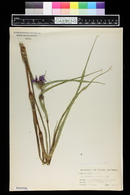 Tradescantia ohiensis image