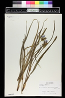 Tradescantia ohiensis image