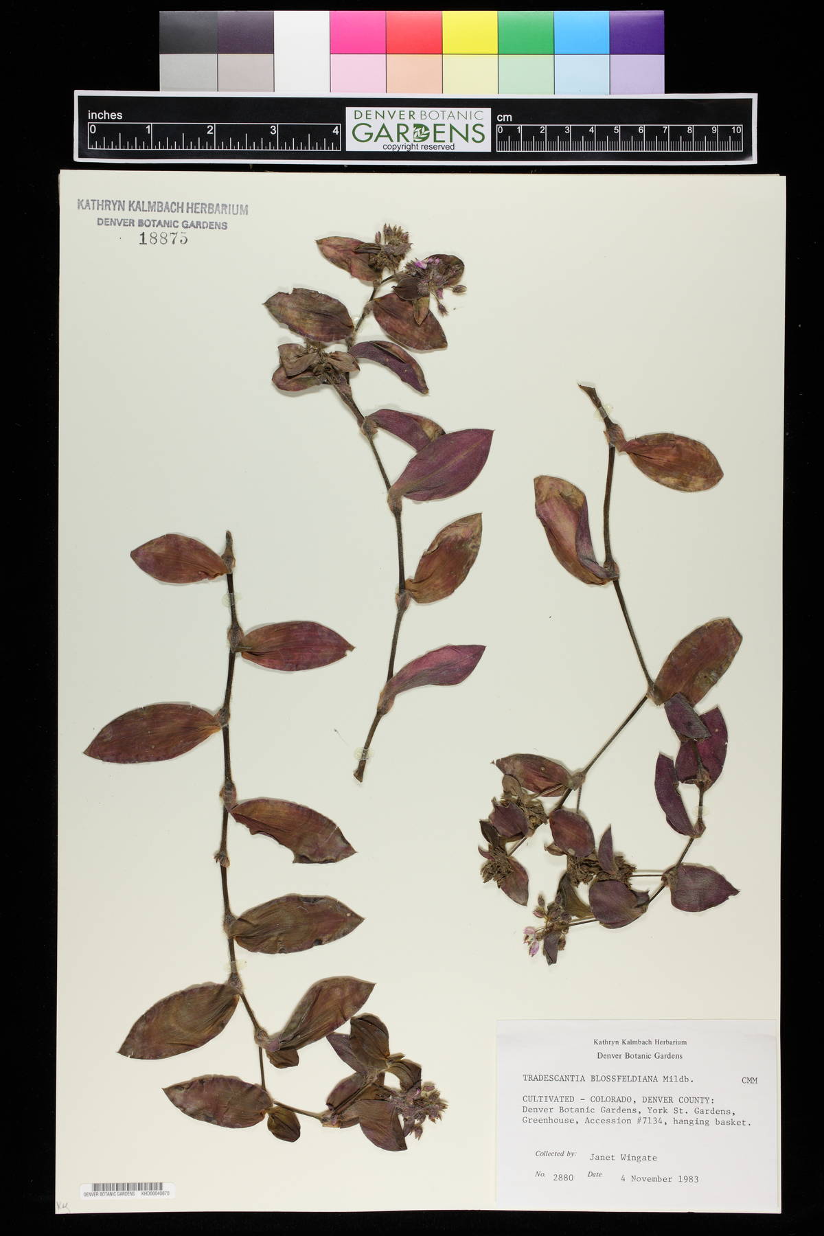 Tradescantia cerinthoides image