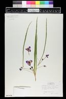 Tradescantia longipes image