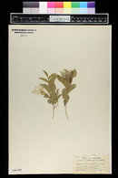 Calystegia spithamaea subsp. purshiana image
