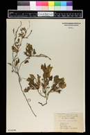 Convolvulus subacaulis image