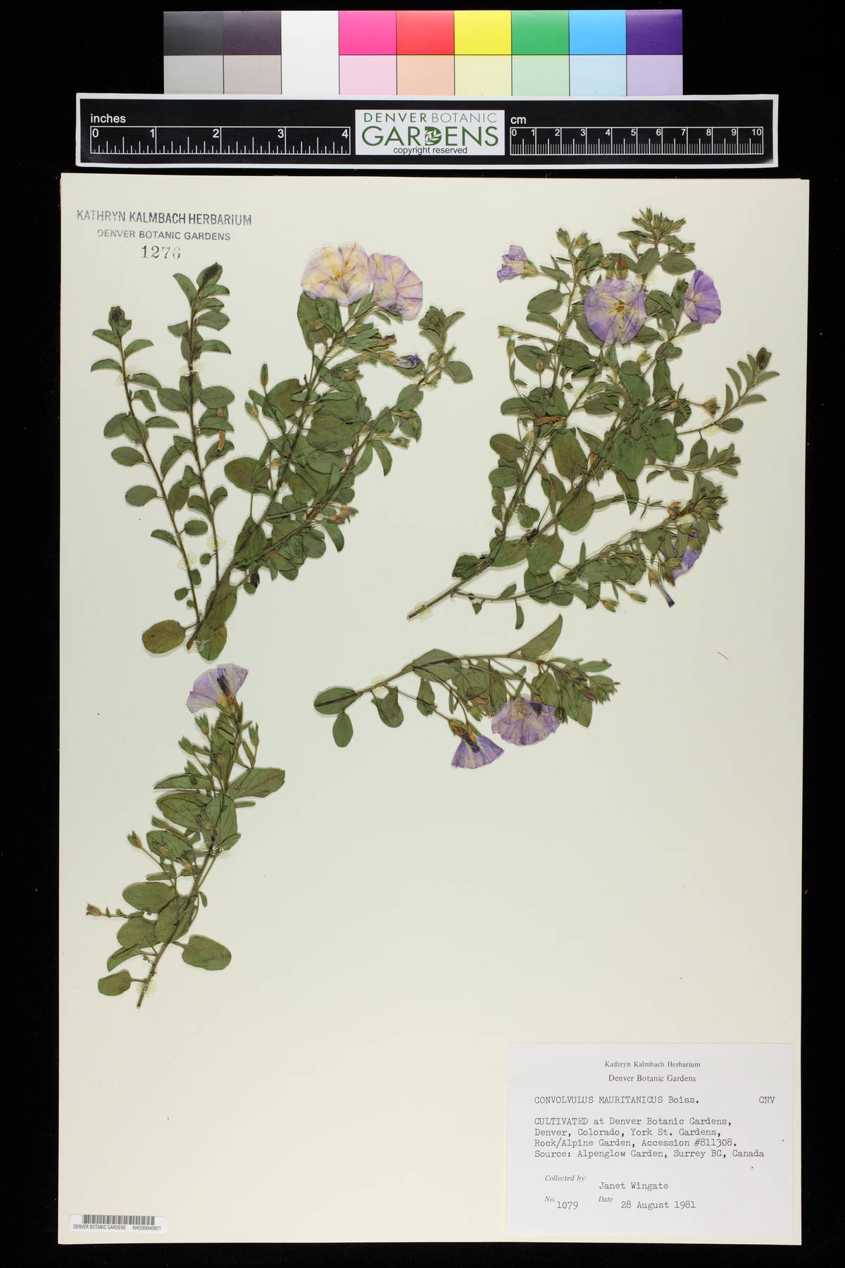 Convolvulus mauritanicus image