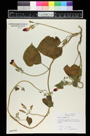 Ipomoea purpurea image