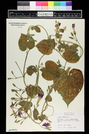 Ipomoea purpurea image