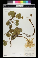 Ipomoea alba image