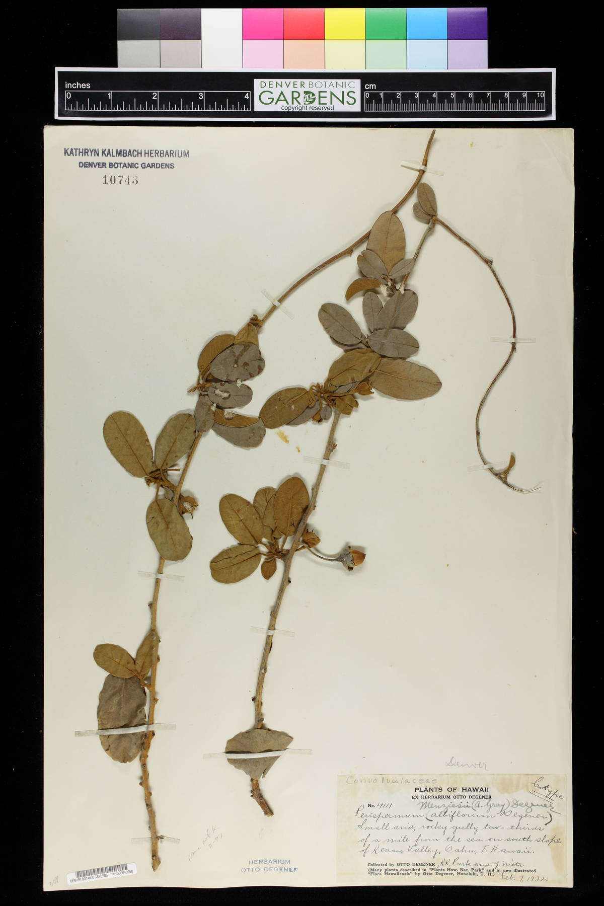 Perispermum albiflorum image