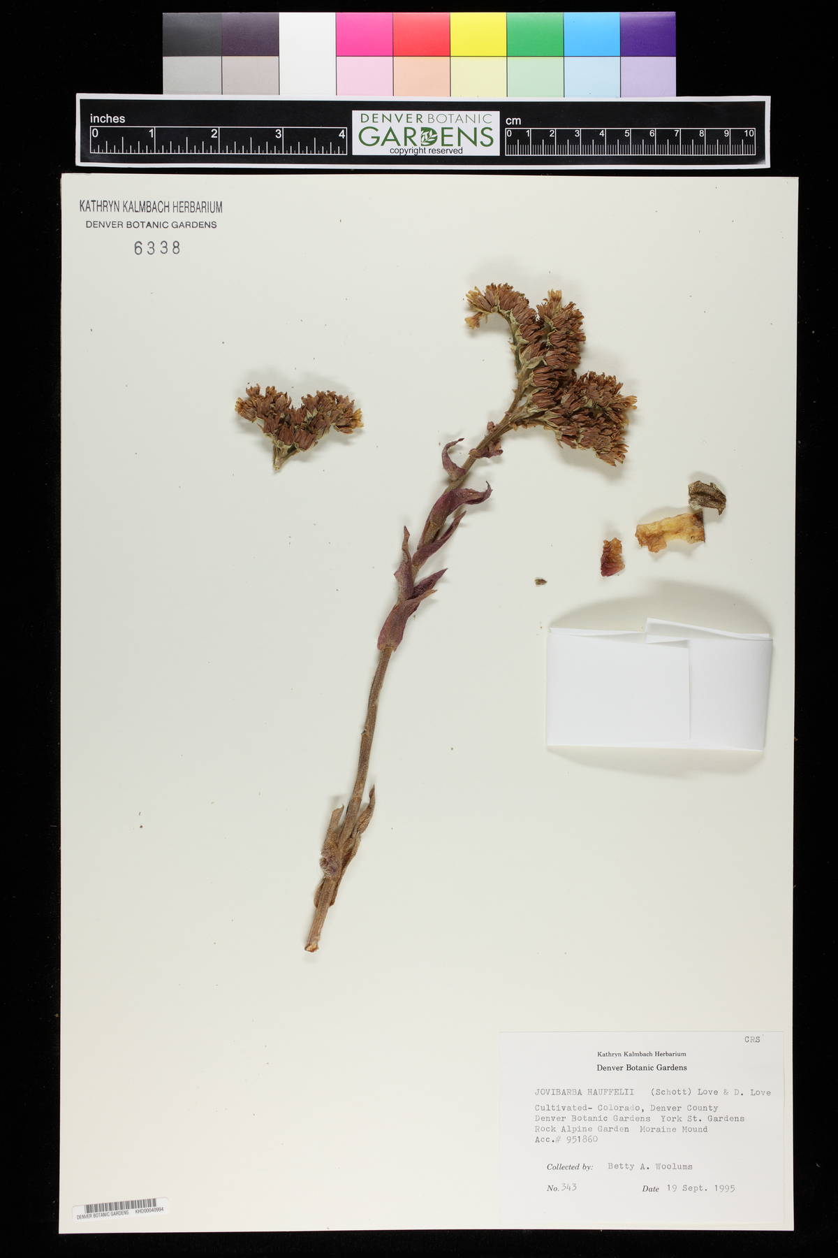 Jovibarba heuffelii image