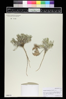 Astragalus chamaeleuce image