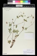 Geranium caespitosum image