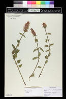 Agastache pallidiflora image