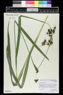 Scirpus pallidus image