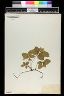 Cornus canadensis image