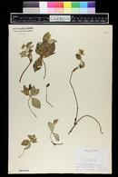 Cornus canadensis image