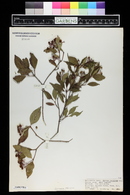 Cornus racemosa image