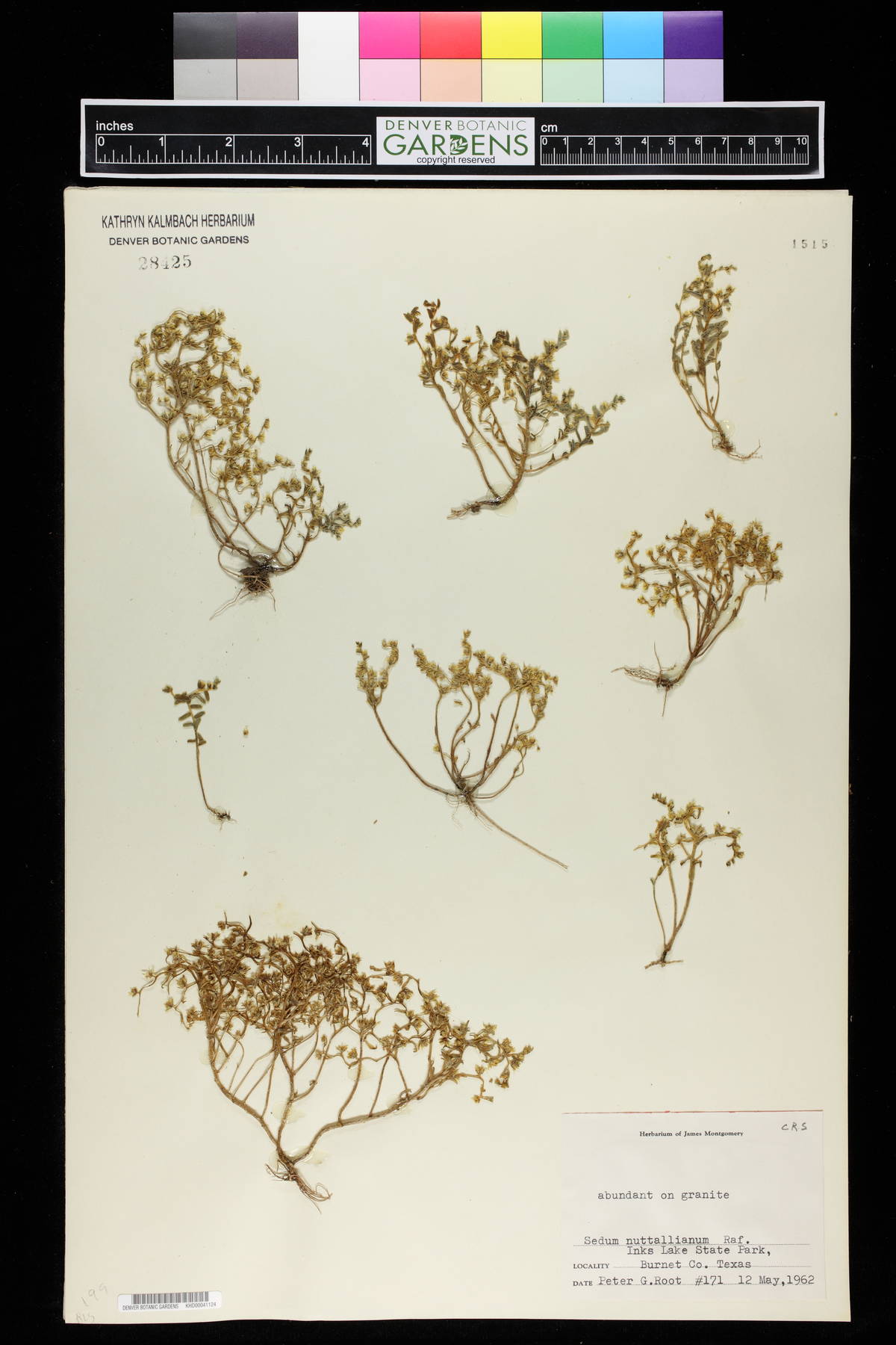 Sedum nuttallianum image