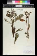 Cuscuta compacta image