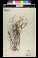 Eriogonum elegans image