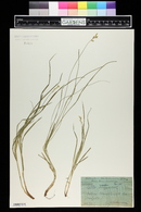 Carex brizoides image