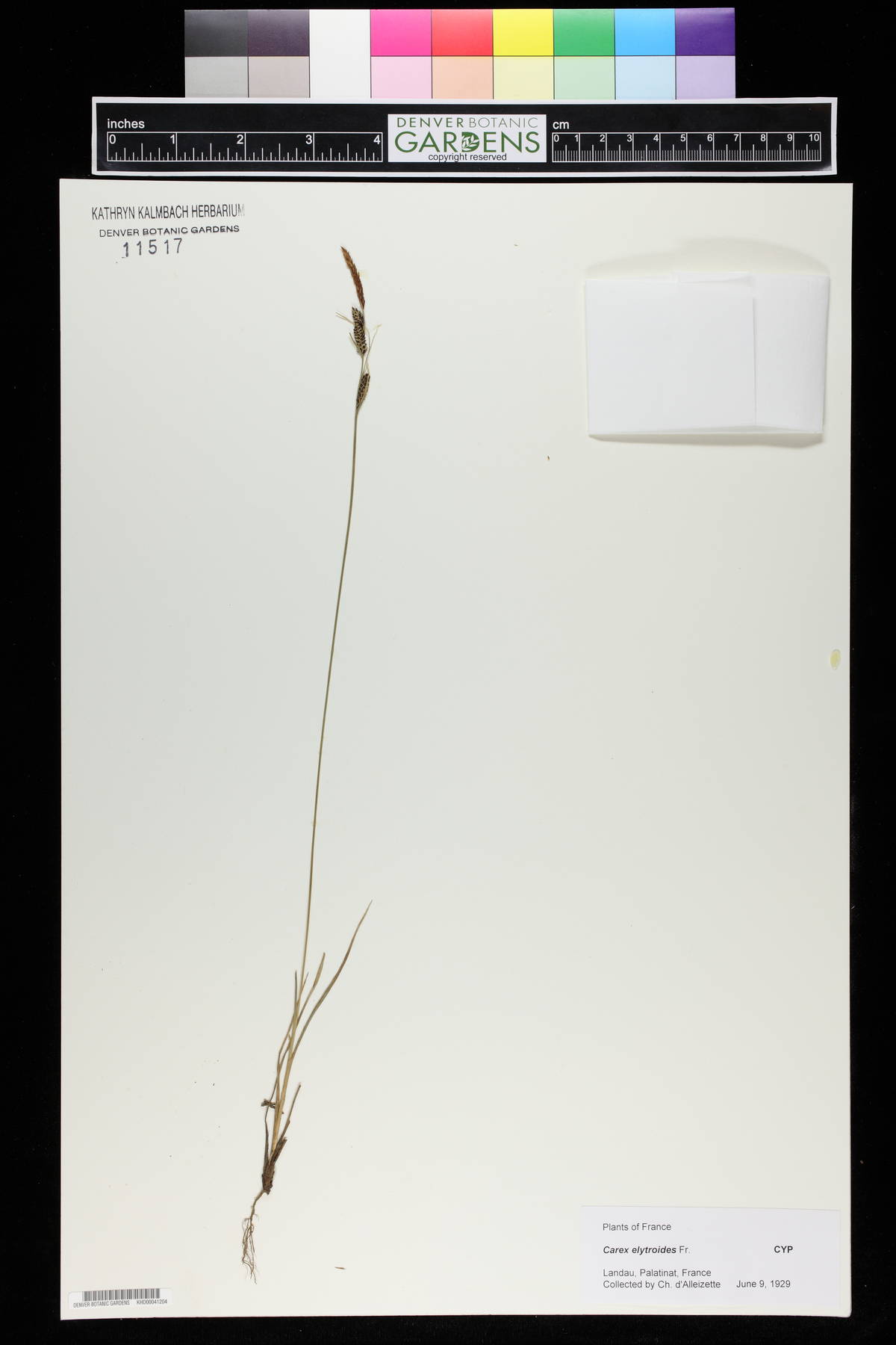 Carex elytroides image