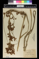 Cladium mariscus image