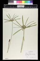 Cyperus alternifolius image