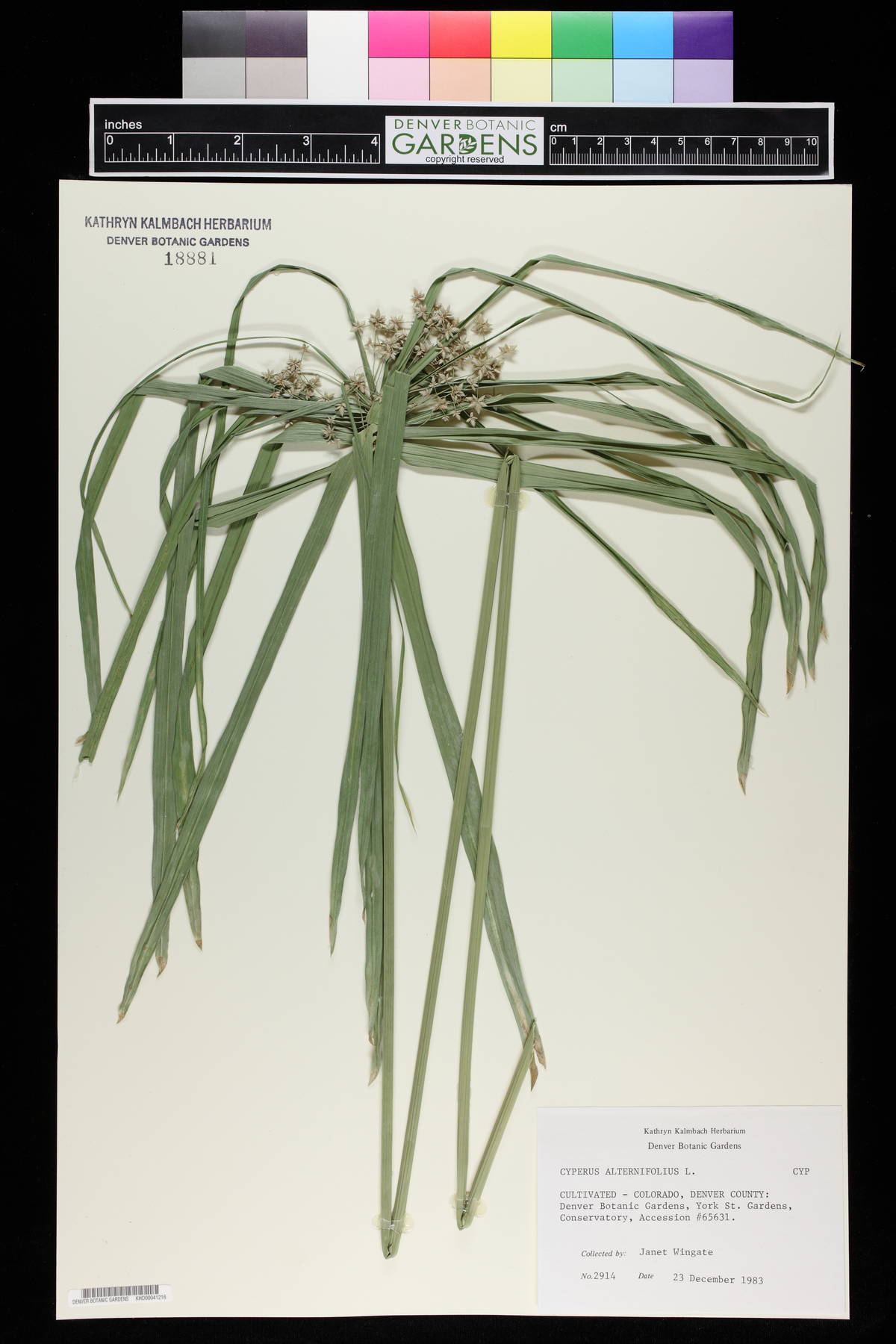 Cyperus alternifolius image