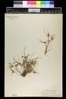 Cyperus squarrosus image