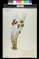 Cyperus diandrus image