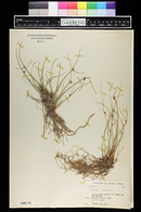 Cyperus laevigatus image