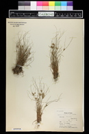 Cyperus retroflexus var. pumilus image