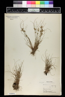 Cyperus retroflexus var. pumilus image