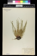 Eleocharis obtusa image