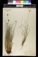 Eriophorum callitrix image